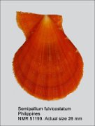 Semipallium fulvicostatum